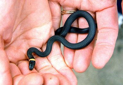 Northern Ringneck Snake (Diadophis punctatus edwardsi)