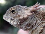 Regal Horned Lizard