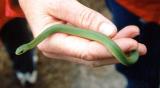 Smooth Green Snake (Opheodrys vernalis)