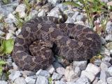 Eastern Massasauga (Sistrurus catenatus)