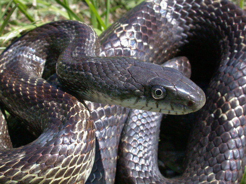 Black Rat Snake (Elaphe obsoleta)