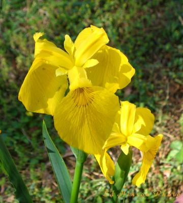 Yellow Flower
