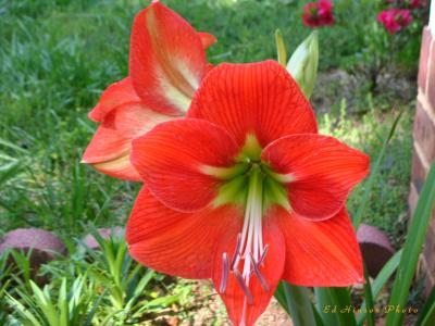 Amaryllis