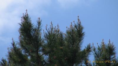 Crosses in the Pines