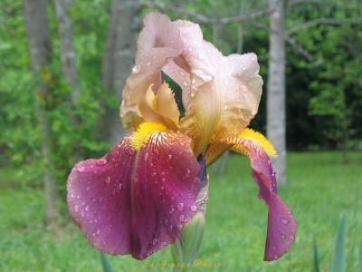 u13/edhinson/medium/42617838.GrandmaBeardedIris.jpg
