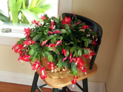 Christmas Cactus