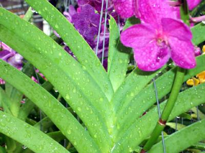 Vanda with Dew