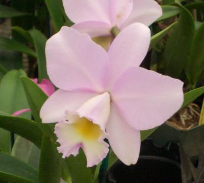 Cattleya