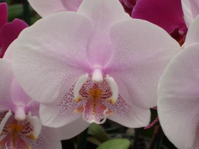 Phalenopsis (the moth orchid)