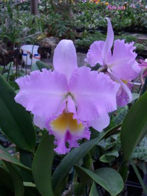 A frilly Cattleya