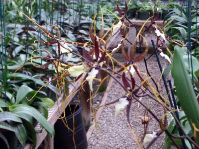 u13/edoyle/medium/38555259.SpideryOnes.jpg