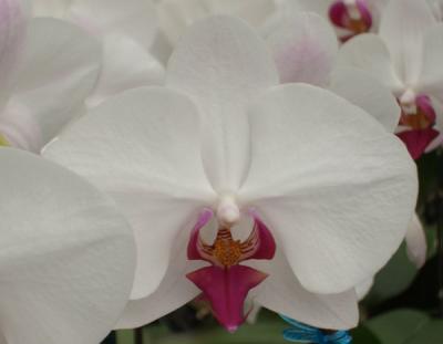 Phalenopsis