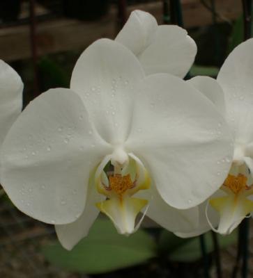 Phalenopsis