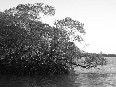 u13/edoyle/medium/38617923.Mangroves.bw.jpg
