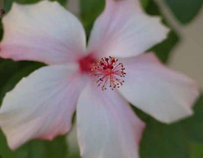 Pink Hibiscus