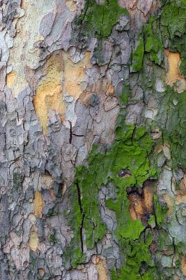 u13/elipio/medium/38578407.IMG_8095.jpg