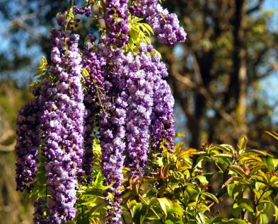 Wisteria