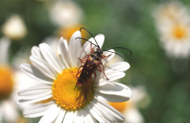 Long Horned Beetles Mating