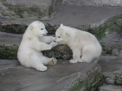 Polar Bears Eisbären