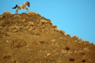 Horse Atop Hill