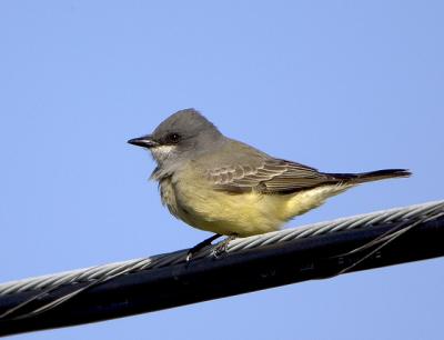 Cassins Kingbird