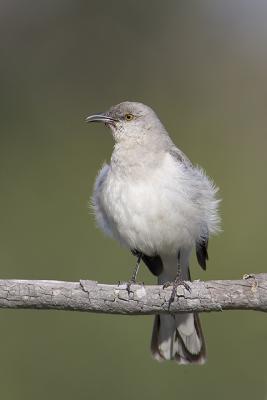 Northern Mockingbird