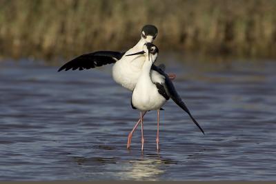 Black-Necked Stilts