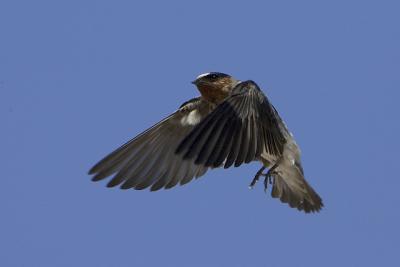 Cliff Swallow