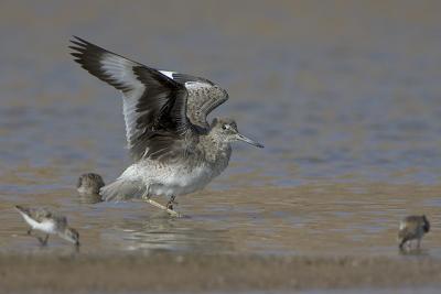 Willet