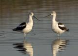 plovers_avocets_and_stilts