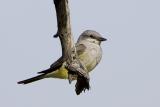 Cassins Kingbird