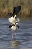 Black-Necked Stilts