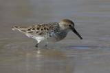 Dunlin