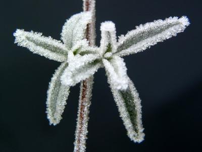 Frozen Plant