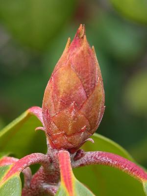 Rhododendron Sprout