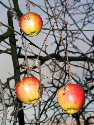 Last year's apples