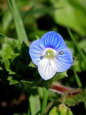 Corn Speedwell