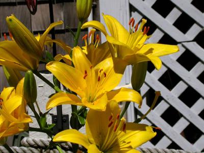 P Town Flowers2