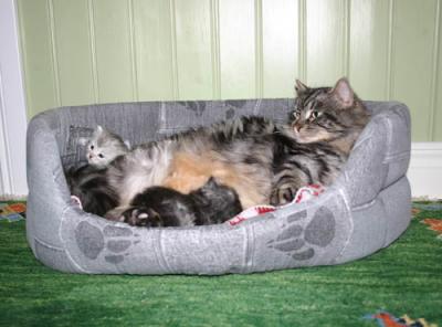 Kittens 3 weeks old