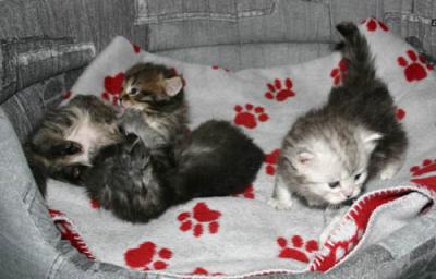 Feliks, Feyodor & Faina