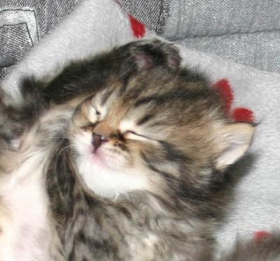 Feliks means Happy and it fits this guy