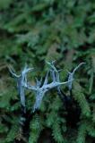 Candle Snuff Fungus