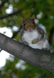 Bokeh_Squirrel.jpg