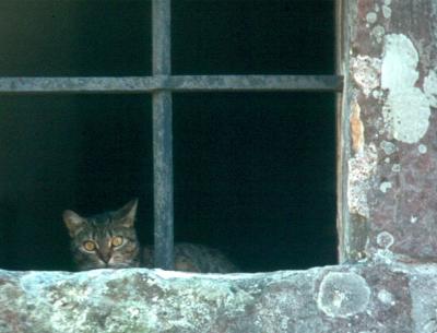 Siempre hay alguien en la ventana (1980)