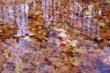 Water & Leaves
