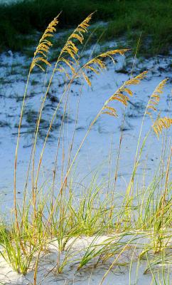 Sea Oats