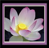 Lotus Blossom