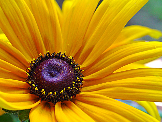 Petals
