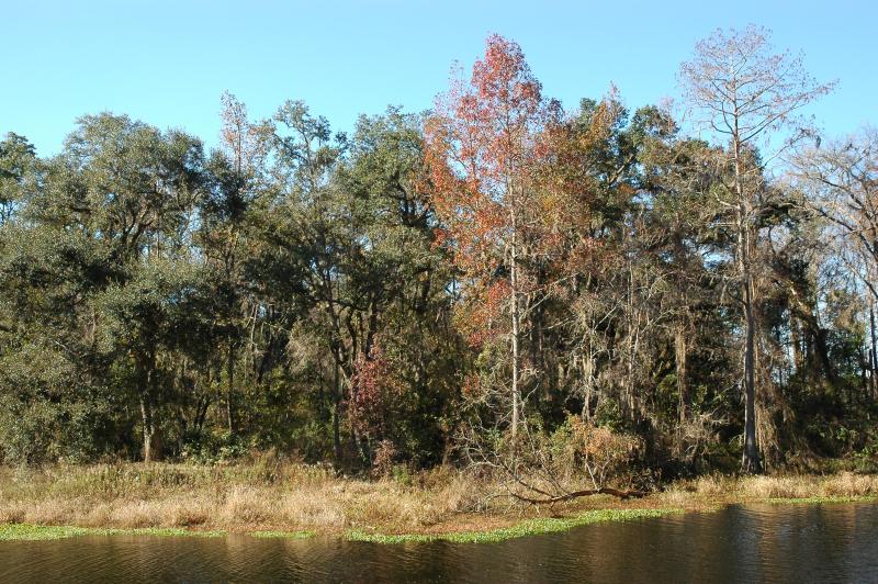 Fall foliage near dam