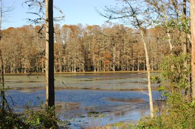 Lake Munson from the observation deck